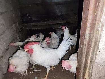 Куры: Курица, Для яиц — 6