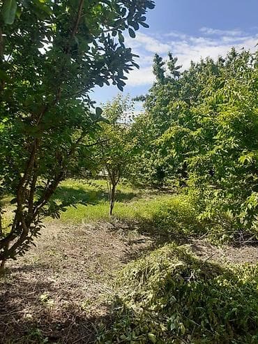 lan: 7 sot, Kupça (Çıxarış) — 1