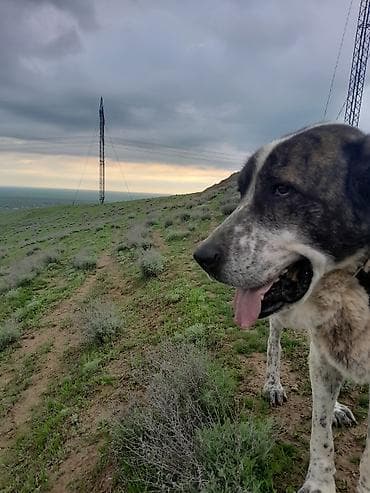 alabay itləri: Alabay — 5