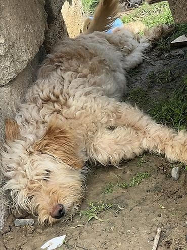 tap az ev heyvanlari: 7 ay, Dişi, Peyvəndli — 2