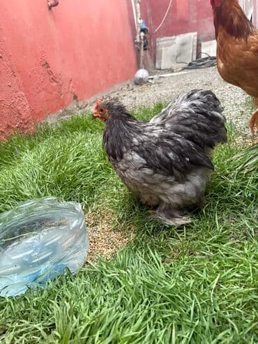 Toyuq, Damazlıq — 3