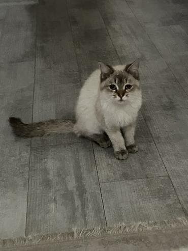 Heyvanlar üçün mallar: Мальчику 5 месяцев, Котенок. Здоровый. Давали таблетки от глистов — 3