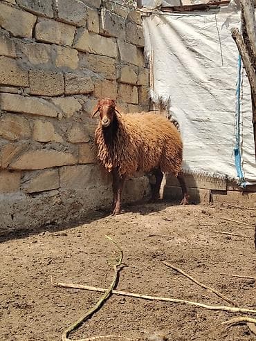 mal qoyun: Erkək, Qala, il: 1, 55 kq — 2