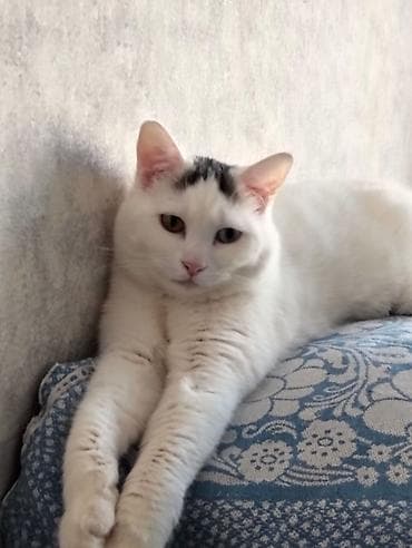 ev iti ucuz: Böyük xəzli, gözü mavi-boz balaca pişik balası - Rəng: Boz–gümüş — 7