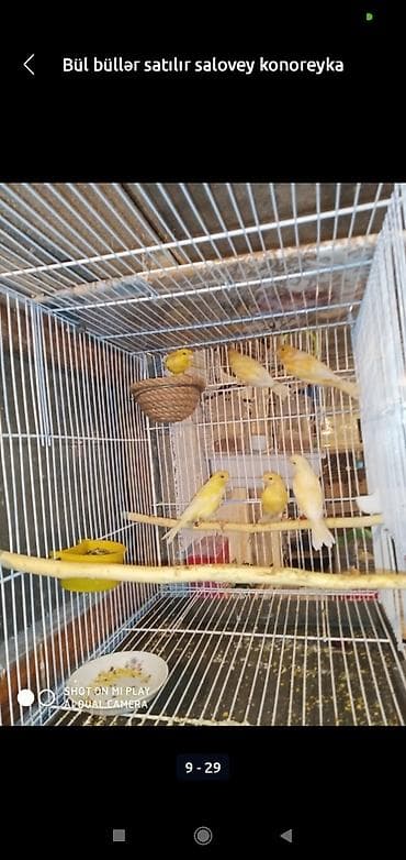 Digər heyvanlar: Bül büllər kanareyka solavey bul bul konareyka super oxuyan erkəy — 10