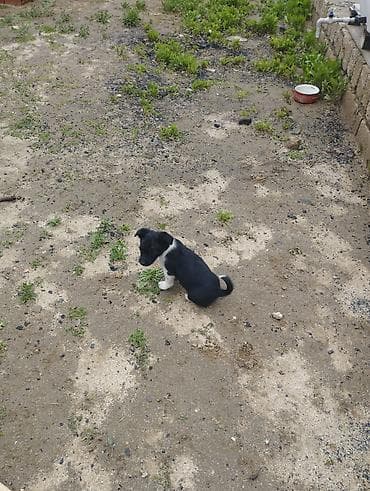 heyvan sahiblənmə: Zvonok, 1 ay, Dişi, Cütləşmə üçün, Ödənişli çatdırılma — 5