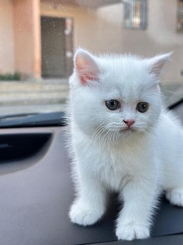 siyamski pişik: Tam ağ tüklü pişik balaları - Cinsi: Shotland & Şinşilla ev — 6