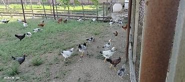 3 ayliq kend çolpasi 1 ededi 10 manat lalafo.az -da 3 ayliq kend çolpasi 1 ededi 10 manat