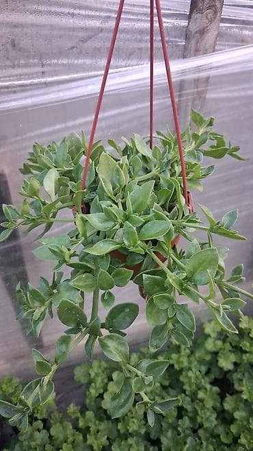 atatürk çiçeyi: Margaritka (Argyranthemum frutescens) kolları – ağ və çəhrayı — 9