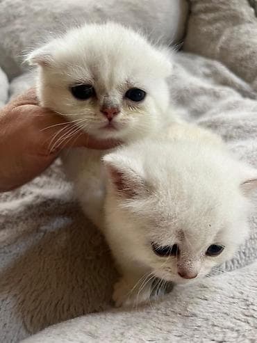 menks cinsli pişik: Şinşilla, Erkək, Dişi — 10