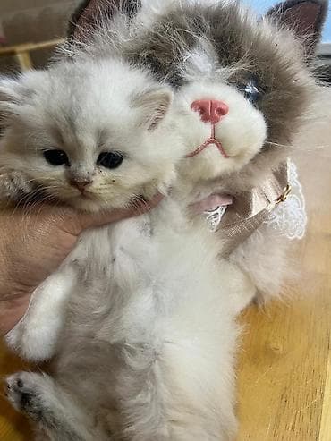 Heyvanlar: Qızıl şinşilla — 6