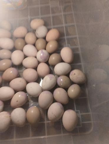 Продукты питания: Məhsul: Xəzər (ov) fəzənlərinin inkubasiya yumurtaları Təsvir: - — 3