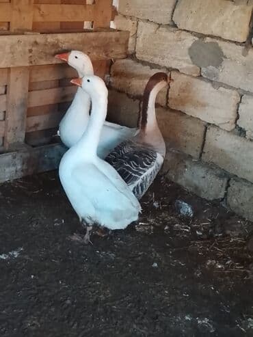 Salam sağlam qazlardı Linda Kuban qazıdı 6ayları tamam olacaq 3ədədi lalafo.az -da Salam sağlam qazlardı Linda Kuban qazıdı 6ayları tamam olacaq 3ədədi