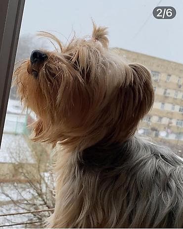 it balası: Yorkşir teryer — 2