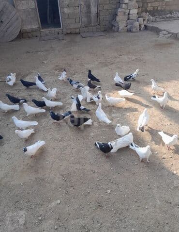 xacmaz heyvan bazari: Salam göyərçin satılır biri 5 manat sağlam heyvanlardı içlərində — 4