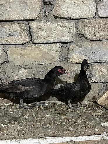 inek alım satım: Başlıq: Fərə ördəklər macar krasnadar bide macar qara zümrüdü bala — 3