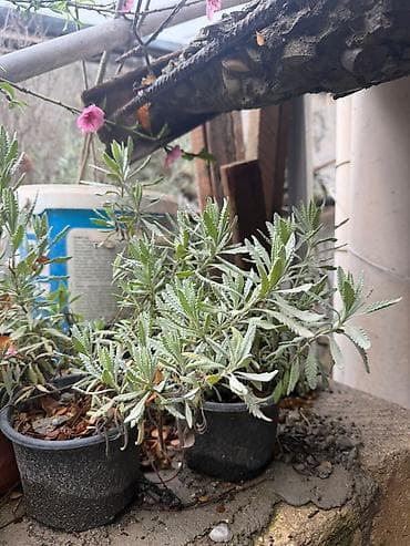 qara gul: Lavanda (Lavandula) fidanları – qablarda - Bitki növü: Ətirli — 2