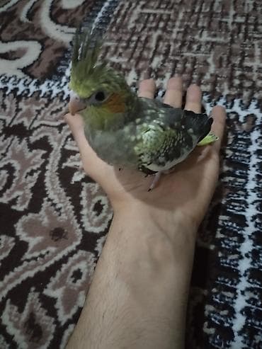 Nimfa (cockatiel) balası – əl öyrəşdirilmiş, başında xas “tac” tükləri