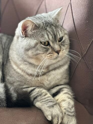 siam pişiyi qiyməti: British Shorthair pişiyi – gümüşi-boz zolaqlı (silver tabby) rəng, iri — 3