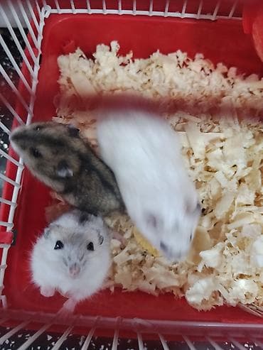 Heyvanlar üçün mallar: Cırtdan hamsterlər – qəfəs və aksesuarları ilə Məhsul təsviri: - — 5