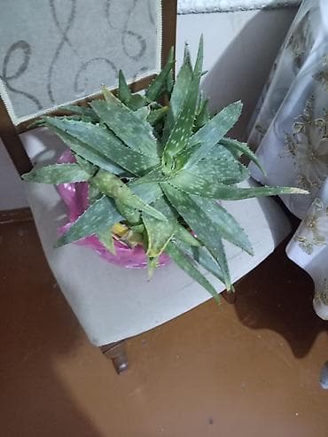 Aloe vera – otaq bitkisi - Növ: Aloe vera (sukkulent) - Qab: Plastik