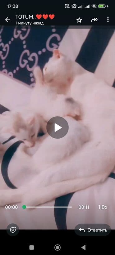 pişik oyuncaqları: Dişi — 3