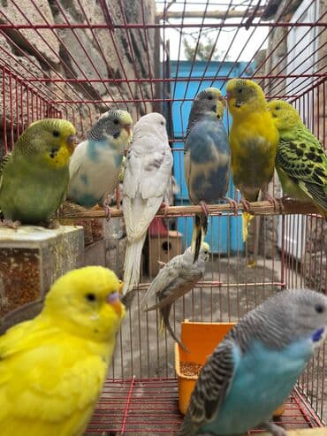 geref qusu rus dilinde: Papuqaylarr — 3