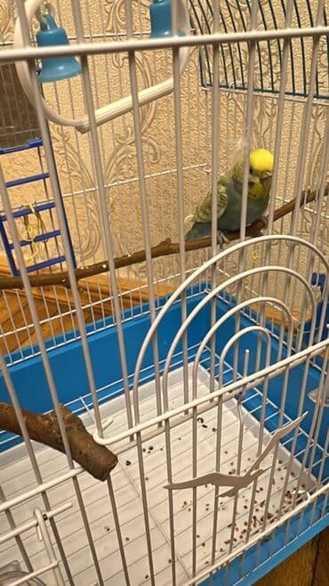Ev quşu üçün tam dəst: qəfəs, oturacaqlar, oyuncaqlar, yem-suya uyğun