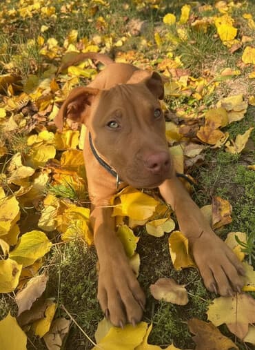 Akvarium aksessuar və ləvazimatları: Pitbul, 2 ay, Erkek, Peyvəndli, Ünvandan götürmə, Ödənişli çatdırılma — 1