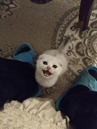 siyam pisik: Britan — 7