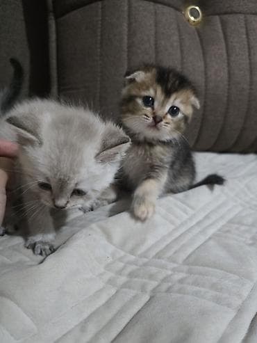 pisik pulsuz: Şotland — 7