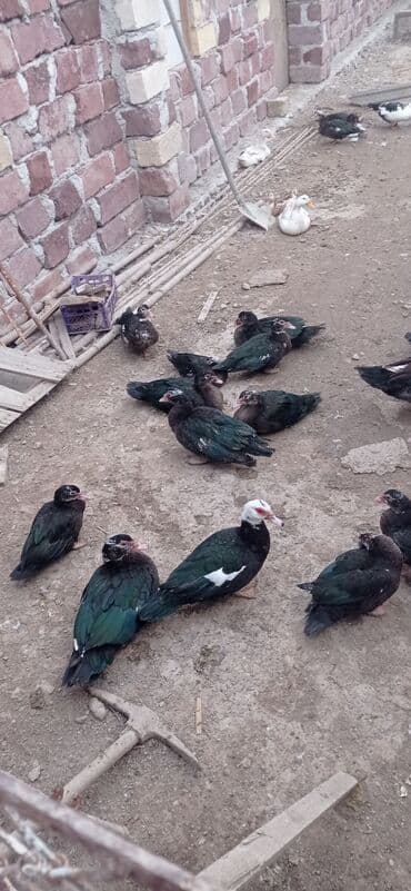 Toyuqlar: Dişi, | Lal ördək, Ətlik — 4