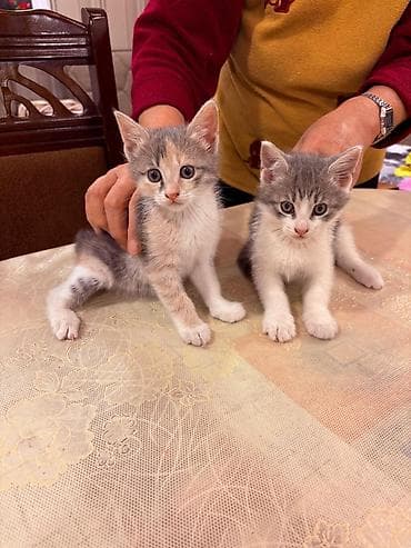 şotlant pişik: Sahiblendirilir.dermanlari verilib.4 dene baladi.tertemizdiler — 1