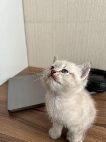 heyvanlar cütləşməsi: Şinşilla — 4