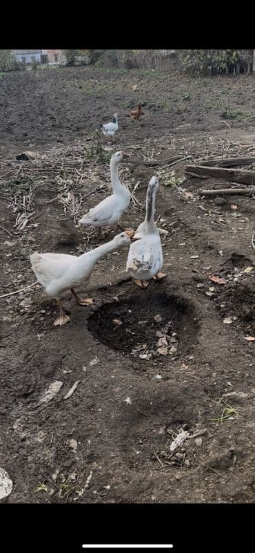 Pişiklər: Satılır: Ağ qazlar - Cins: Yerli ağ qaz - Rəng: Tam ağ, bəzilərində — 1