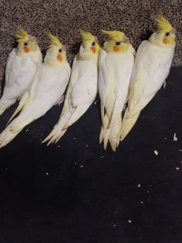 Gəmiricilər: Təzə yeme düşmüş Korella balaları — 1