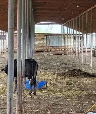 binəqədi həyət evləri: 26000 sot, Kənd təsərrüfatı, Kupça (Çıxarış) — 8