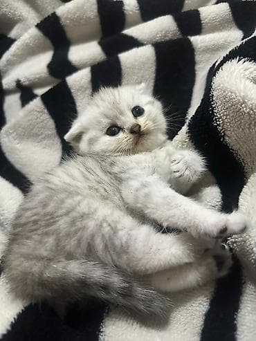 şirin pişik: Britan — 5