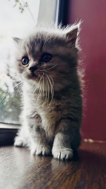 Gəmiricilər: Şotland, Erkək, Dişi, Yaxşı əllərə, Ünvandan götürmə — 2