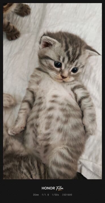 pişik cutleşdirmek: Ata British fold(yasti qulaq);ana:shinsilla shorthair tabby(dik — 9