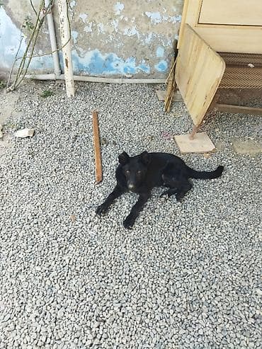Qara rəngli it – sahə və həyət üçün ayıq keşikçi alman afçarkasi lalafo.az -da Qara rəngli it – sahə və həyət üçün ayıq keşikçi alman afçarkasi