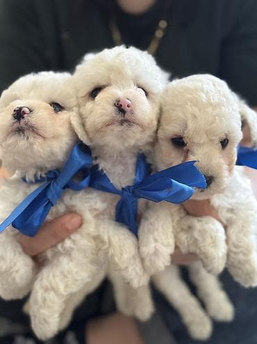 çöl heyvanları haqqında məlumat: Pudel, 2 ay, Erkek, Ödənişli çatdırılma — 3