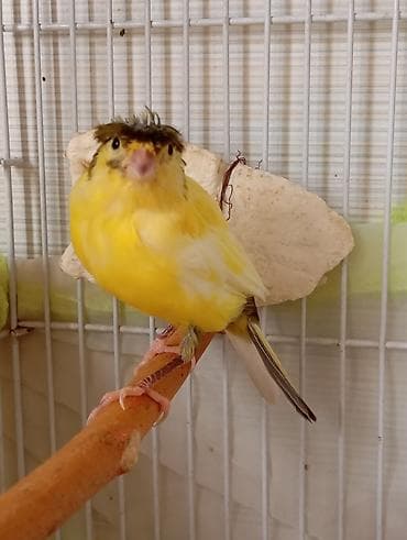 korella tutuqusu haqqında: Bülbül 3_4 ayliq dişidir təkdi başqasi yoxdu Qəfəslə birlikdə 70 manat — 2