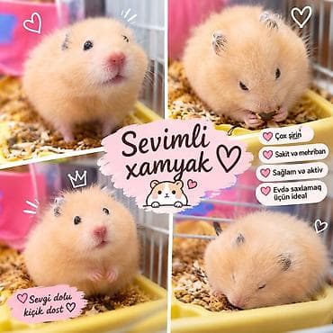 Çox şirin və baxımlı hamsterdir. Qəfəsi ilə birlikdə satılır — yəni