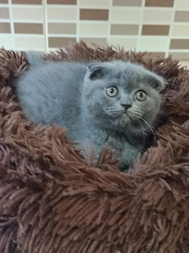 şotland pişik: Şotland — 2