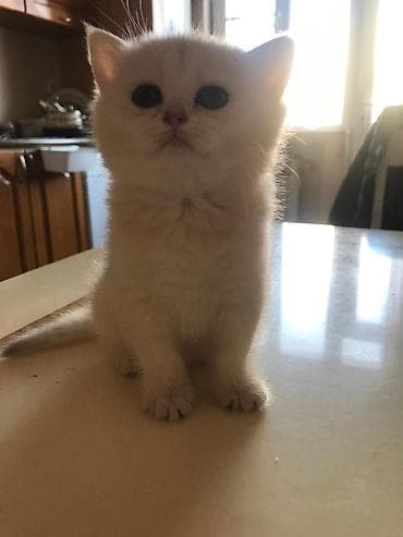 Heyvanlar üçün mallar: Şotland yastı qulaq — 3