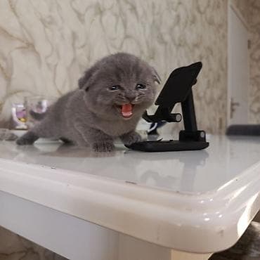 pişik tasma: Şotland yastı qulaq — 9