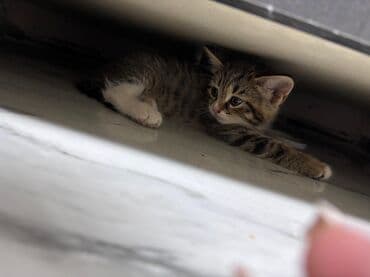 Opel: Табби, В добрые руки — 4