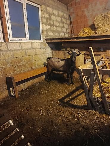 Keçilər, çəpişlər: Boğaz keçi – məhsuldar yerli cins - Cins: yerli məişət keçisi, uzun — 1