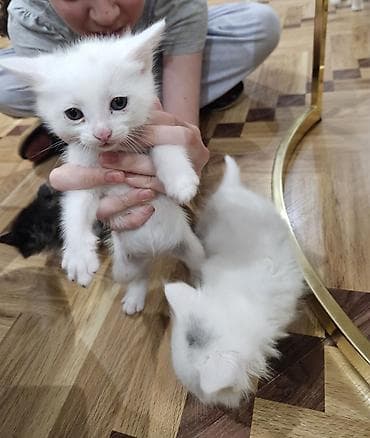 Yaxşı əllərə lalafo.az -da Yaxşı əllərə